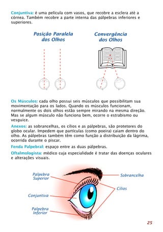 Posição Paralela 
dos Olhos 
Os Músculos: cada olho possui seis músculos que possibilitam sua 
movimentação para os lados. Quando os músculos funcionam, 
normalmente os dois olhos estão sempre mirando na mesma direção. 
Mas se algum músculo não funciona bem, ocorre o estrabismo ou 
vesguice. 
Sobrancelha 
Cílios 
Palpebra 
Superior 
Conjuntiva 
Palpebra 
Inferior 
Convergência 
dos Olhos 
25 
Conjuntiva: é uma película com vasos, que recobre a esclera até a 
córnea. Também recobre a parte interna das pálpebras inferiores e 
superiores. 
Anexos: as sobrancelhas, os cílios e as pálpebras, são protetores do 
globo ocular. Impedem que partículas (como poeira) caiam dentro do 
olho. As pálpebras também têm como função a distribuição da lágrima, 
ocorrida durante o piscar. 
Fenda Palpebral: espaço entre as duas pálpebras. 
Oftalmologista: médico cuja especialidade é tratar das doenças oculares 
e alterações visuais. 
 