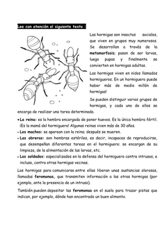 Lee con atención el siguiente texto :
Las hormigas son insectos sociales,
que viven en grupos muy numerosos.
Se desarrollan a través de la
metamorfosis; pasan de ser larvas,
luego pupas y finalmente se
convierten en hormigas adultas.
Las hormigas viven en nidos llamados
hormigueros. En un hormiguero puede
haber más de medio millón de
hormigas!
Se pueden distinguir varios grupos de
hormigas, y cada uno de ellos se
encarga de realizar una tarea determinada.
La reina: es la hembra encargada de poner huevos. Es la única hembra fértil.
¡Es la mamá del hormiguero! Algunas reinas viven más de 30 años.
Los machos: se aparean con la reina; después se mueren.
Las obreras: son hembras estériles, es decir, incapaces de reproducirse,
que desempeñan diferentes tareas en el hormiguero: se encargan de su
limpieza, de la alimentación de las larvas, etc.
Los soldados: especializados en la defensa del hormiguero contra intrusos, e
incluso, contra otras hormigas vecinas.
Las hormigas para comunicarse entre ellas liberan unas sustancias olorosas,
llamadas feromonas, que transmiten información a las otras hormigas (por
ejemplo, ante la presencia de un intruso).
También pueden depositar las feromonas en el suelo para trazar pistas que
indican, por ejemplo, dónde han encontrado un buen alimento.
 