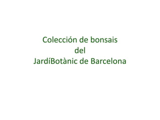 Colección de bonsáis
del
JardíBotànic de Barcelona
 