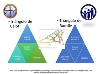 •Triángulo de
Calot
Arteria
Cística
Conducto
Cístico
Ganglio
Cístico
Vía Biliar
 Triángulo de
Buddle
Borde inf.
Hepático
Conducto
Cístico
Arteria
Cística
Vía Biliar
Guías Clínicas de la Sociedad Española de Cirujanos, Cirugía Biliopancreática, Daniel Casanova, Laureano Fernandez Cruz,
Sección de Hepatobiliopancreática y Transplante
 