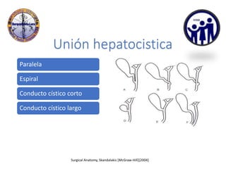 Surgical Anatomy, Skandalakis [McGraw-Hill][2004]
Unión hepatocistica
Paralela
Espiral
Conducto cístico corto
Conducto cístico largo
 