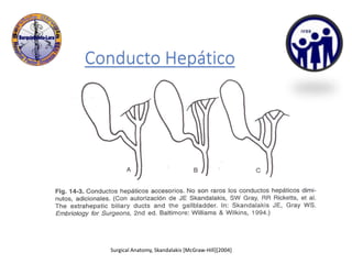 Conducto Hepático
Surgical Anatomy, Skandalakis [McGraw-Hill][2004]
 