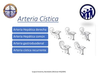 Surgical Anatomy, Skandalakis [McGraw-Hill][2004]
Arteria Hepática derecha
Arteria Hepática común
Arteria gastroduodenal
Arteria cística recurrente
 