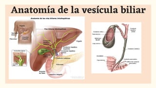 Anatomía de la vesícula biliar
 