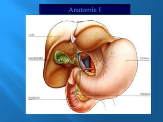 Anatomia I 
 