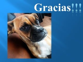 GRACIAS 
