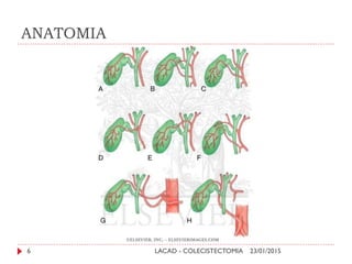 ANATOMIA
23/01/2015LACAD - COLECISTECTOMIA6
 