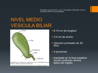 Skandalakís´surgical Anatomy, John. E. Skandalakis, McGrawHill, Chap 20
extrahepatic billiary tract and gallbladder
NIVEL MEDIO
VESICULA BILIAR
 8-10 cm de longitud
 3-4 cm de ancho
 Volumen promedio de 30-
50cc
 4 porciones
 Insertada en la fosa hepática
donde confluyen ambos
lados del hígado
 