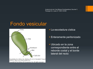 Anatomía de las Vías Biliares Extrahepáticas, Bouchet Y,
Passagia GJ, Lopez JF, EMC 40-900
Fondo vesicular
 La escotadura cística
 Enteramente peritonizado
 Ubicado en la zona
correspondiente entre el
reborde costal y el borde
lateral del recto
 