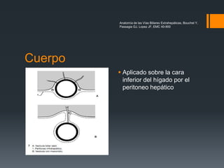 Anatomía de las Vías Biliares Extrahepáticas, Bouchet Y,
Passagia GJ, Lopez JF, EMC 40-900
Cuerpo
 Aplicado sobre la cara
inferior del hígado por el
peritoneo hepático
 