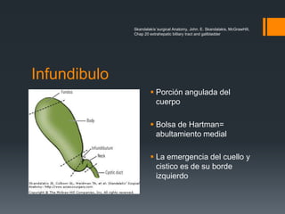Skandalakís´surgical Anatomy, John. E. Skandalakis, McGrawHill,
Chap 20 extrahepatic billiary tract and gallbladder
Infundibulo
 Porción angulada del
cuerpo
 Bolsa de Hartman=
abultamiento medial
 La emergencia del cuello y
cistico es de su borde
izquierdo
 