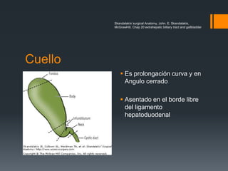 Skandalakís´surgical Anatomy, John. E. Skandalakis,
McGrawHill, Chap 20 extrahepatic billiary tract and gallbladder
Cuello
 Es prolongación curva y en
Angulo cerrado
 Asentado en el borde libre
del ligamento
hepatoduodenal
 