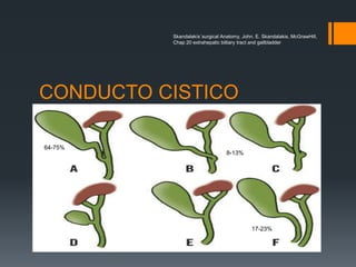 CONDUCTO CISTICO
Skandalakís´surgical Anatomy, John. E. Skandalakis, McGrawHill,
Chap 20 extrahepatic billiary tract and gallbladder
64-75%
17-23%
8-13%
 