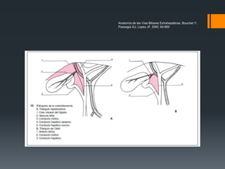 Anatomía de las Vías Biliares Extrahepáticas, Bouchet Y,
Passagia GJ, Lopez JF, EMC 40-900
 