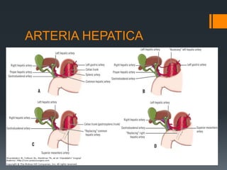 ARTERIA HEPATICA
 