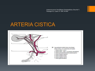 ARTERIA CISTICA
Anatomía de las Vías Biliares Extrahepáticas, Bouchet Y,
Passagia GJ, Lopez JF, EMC 40-900
 