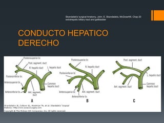 CONDUCTO HEPATICO
DERECHO
Skandalakís´surgical Anatomy, John. E. Skandalakis, McGrawHill, Chap 20
extrahepatic billiary tract and gallbladder
 