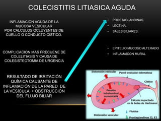 COLECISTITIS LITIASICA AGUDA
INFLAMACION AGUDA DE LA
MUCOSA VESICULAR
POR CALCULOS OCLUYENTES DE
CUELLO O CONDUCTO CISTICO.
COMPLICACION MAS FRECUENE DE
COLELITIASIS Y CAUSA DE
COLESISTECTOMIA DE URGENCIA
RESULTADO DE IRRITACIÓN
QUÍMICA CAUSANTE DE
INFLAMACIÓN DE LA PARED DE
LA VESÍCULA + OBSTRUCCIÓN
DEL FLUJO BILIAR
• PROSTAGLANDINAS.
• LECTINA .
• SALES BILIARES.
• EPITELIO MUCOSO ALTERADO
• INFLAMAICON MURAL
 