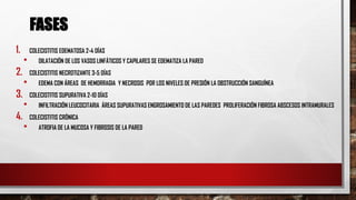 1. COLECISTITIS EDEMATOSA 2-4 DÍAS
• DILATACIÓN DE LOS VASOS LINFÁTICOS Y CAPILARES SE EDEMATIZA LA PARED
2. COLECISTITIS NECROTIZANTE 3-5 DÍAS
• EDEMA CON ÁREAS DE HEMORRAGIA Y NECROSIS POR LOS NIVELES DE PRESIÓN LA OBSTRUCCIÓN SANGUÍNEA
3. COLECISTITIS SUPURATIVA 2-10 DÍAS
• INFILTRACIÓN LEUCOCITARIA ÁREAS SUPURATIVAS ENGROSAMIENTO DE LAS PAREDES PROLIFERACIÓN FIBROSA ABSCESOS INTRAMURALES
4. COLECISTITIS CRÓNICA
• ATROFIA DE LA MUCOSA Y FIBROSIS DE LA PARED
FASES
 