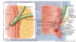 Colecistitis y Coledocolitiasis Pregrado | PPTX