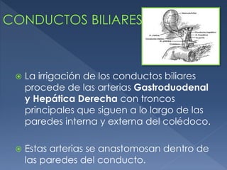  La irrigación de los conductos biliares
procede de las arterias Gastroduodenal
y Hepática Derecha con troncos
principales que siguen a lo largo de las
paredes interna y externa del colédoco.
 Estas arterias se anastomosan dentro de
las paredes del conducto.
 