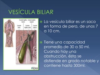  La vesícula biliar es un saco
en forma de pera, de unos 7
a 10 cm.
 Tiene una capacidad
promedio de 30 a 50 ml.
Cuando hay una
obstrucción, ésta se
distiende en grado notable y
contiene hasta 300ml.
 