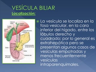  La vesícula se localiza en la
fosa vesicular, en la cara
inferior del hígado, entre los
lóbulos derecho y
cuadrado; por lo general es
extrahepática pero se
presentan algunos casos de
vesículas empotradas y
menos frecuentemente
vesículas
intraparenquimales.
 