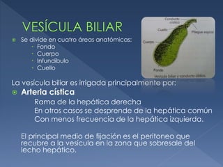  Se divide en cuatro áreas anatómicas:
 Fondo
 Cuerpo
 Infundíbulo
 Cuello
La vesícula biliar es irrigada principalmente por:
 Arteria cística
Rama de la hepática derecha
En otros casos se desprende de la hepática común
Con menos frecuencia de la hepática izquierda.
El principal medio de fijación es el peritoneo que
recubre a la vesícula en la zona que sobresale del
lecho hepático.
 