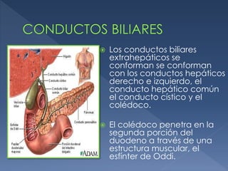  Los conductos biliares
extrahepáticos se
conforman se conforman
con los conductos hepáticos
derecho e izquierdo, el
conducto hepático común
el conducto cístico y el
colédoco.
 El colédoco penetra en la
segunda porción del
duodeno a través de una
estructura muscular, el
esfínter de Oddi.
 