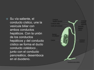  Su vía saliente, el
conducto cístico, une la
vesícula biliar con
ambos conductos
hepáticos. Con la unión
de los conductos
hepáticos y del conducto
cístico se forma el ducto
conducto colédoco ,
junto con el conducto
pancreático, desemboca
en el duodeno.
 