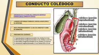 COLECISTITIS AGUDA.pptx