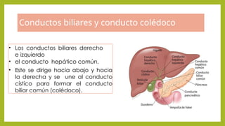 COLECISTITIS AGUDA- y colescitutis crónica | PPTX