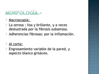    Macroscopía:
   La serosa : lisa y brillante, y a veces
    deslustrada por la fibrosis subserosa.
   Adherencias fibrosas: por la inflamación.

   Al corte:
   Engrosamiento variable de la pared, y
    aspecto blanco grisáceo.
 