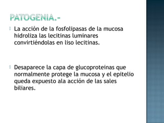    La acción de la fosfolipasas de la mucosa
    hidroliza las lecitinas luminares
    convirtiéndolas en liso lecitinas.



   Desaparece la capa de glucoproteinas que
    normalmente protege la mucosa y el epitelio
    queda expuesto ala acción de las sales
    biliares.
 