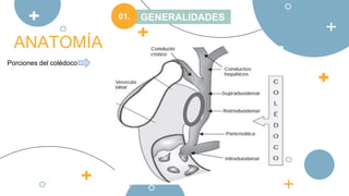 COLECISTITIS AGUDA Y PATOLOGÍA BILIAR-1.pptx