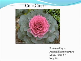 Cole Crops
Presented by –
Anurag Dasmohapatra
M.Sc. Final Yr.
Veg Sc.
 