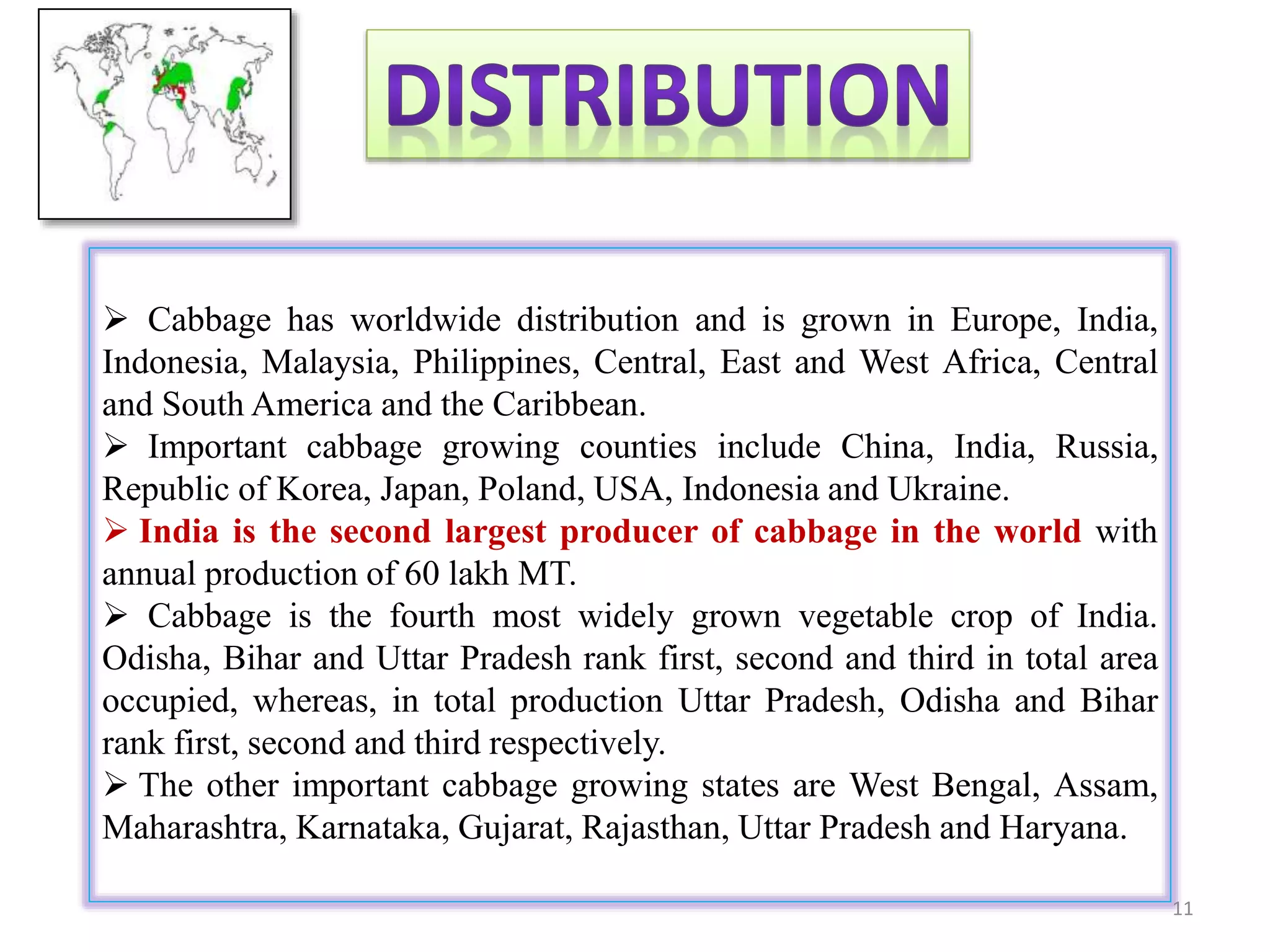  Cabbage has worldwide distribution and is grown in Europe, India,
Indonesia, Malaysia, Philippines, Central, East and West Africa, Central
and South America and the Caribbean.
 Important cabbage growing counties include China, India, Russia,
Republic of Korea, Japan, Poland, USA, Indonesia and Ukraine.
 India is the second largest producer of cabbage in the world with
annual production of 60 lakh MT.
 Cabbage is the fourth most widely grown vegetable crop of India.
Odisha, Bihar and Uttar Pradesh rank first, second and third in total area
occupied, whereas, in total production Uttar Pradesh, Odisha and Bihar
rank first, second and third respectively.
 The other important cabbage growing states are West Bengal, Assam,
Maharashtra, Karnataka, Gujarat, Rajasthan, Uttar Pradesh and Haryana.
11
 