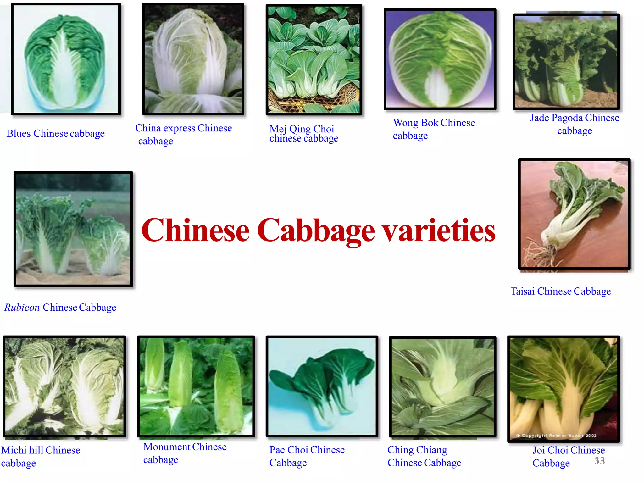 33
Blues Chinese cabbage
China express Chinese
cabbage
Jade Pagoda Chinese
cabbage
Joi Choi Chinese
Cabbage
Ching Chiang
Chinese Cabbage
Pae Choi Chinese
Cabbage
Monument Chinese
cabbage
Michi hill Chinese
cabbage
Wong Bok Chinese
cabbage
Rubicon ChineseCabbage
Taisai Chinese Cabbage
Chinese Cabbage varieties
Mej Qing Choi
chinese cabbage
13
 