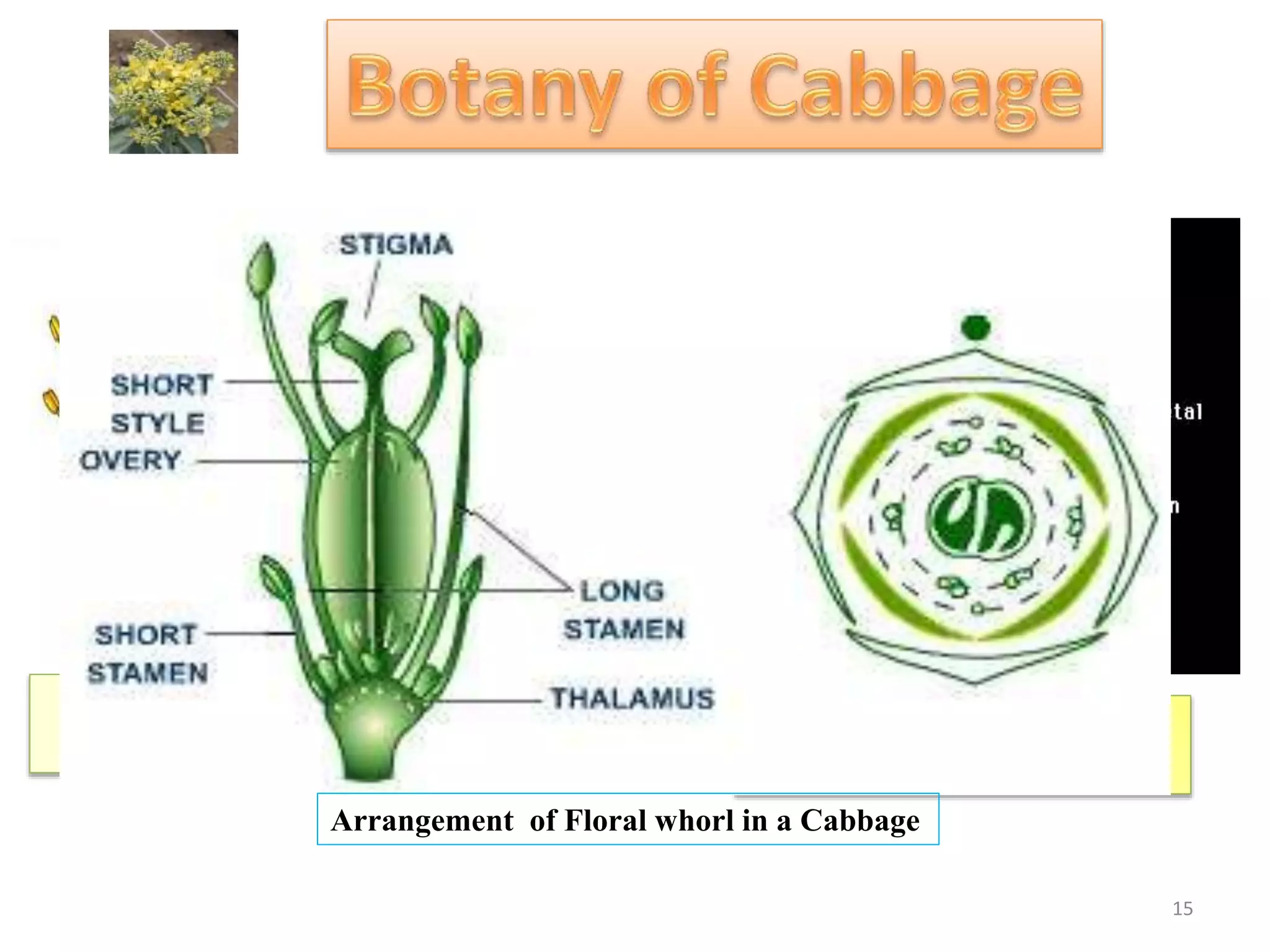 Arrangement of Floral whorl in a Cabbage
15
 