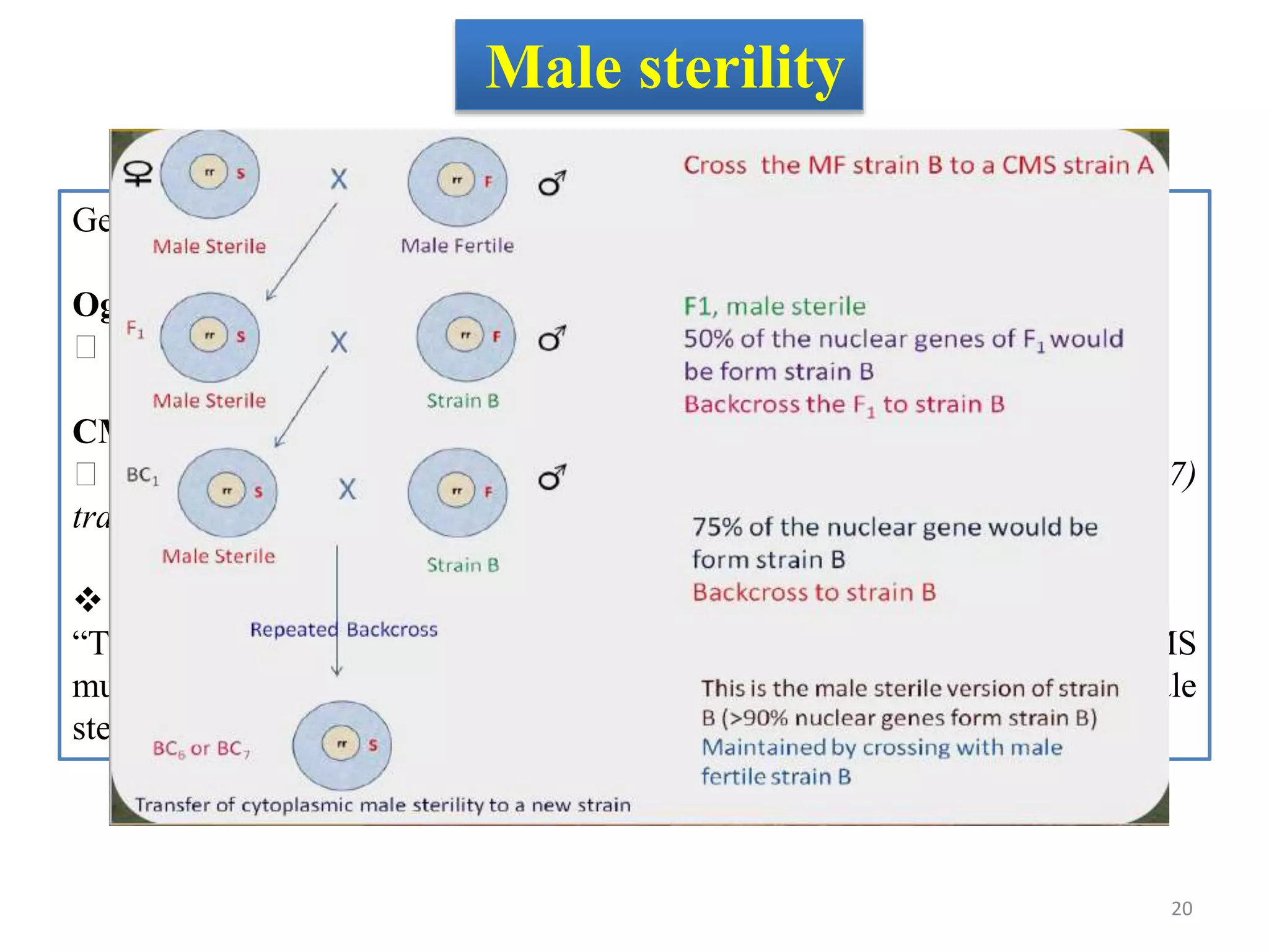 Male sterility
Genic male sterility has been reported in cabbage (Rundfeldt 1960).
Ogura CMS system (Intergeneric crosses)
Ogura male sterilitywas reported in Japanese radish, (Ogura 1968)
CMS induced by interspecific cross
B. oleracea with rutabaga – B. napobrassica (Chiang, Crete 1985, 1987)
transfer resistance against Plasmodiophora brassicae.
 EGMS is more popularly termed as “Two line Hybrid Breeding” as against
“Three Line Hybrid Breeding” in case of CMS system. In Cabbage the TGMS
mutant is activated at temperature <10o C, Which makes the parent male
sterile. (Rundfeldt, 1961).
20
 