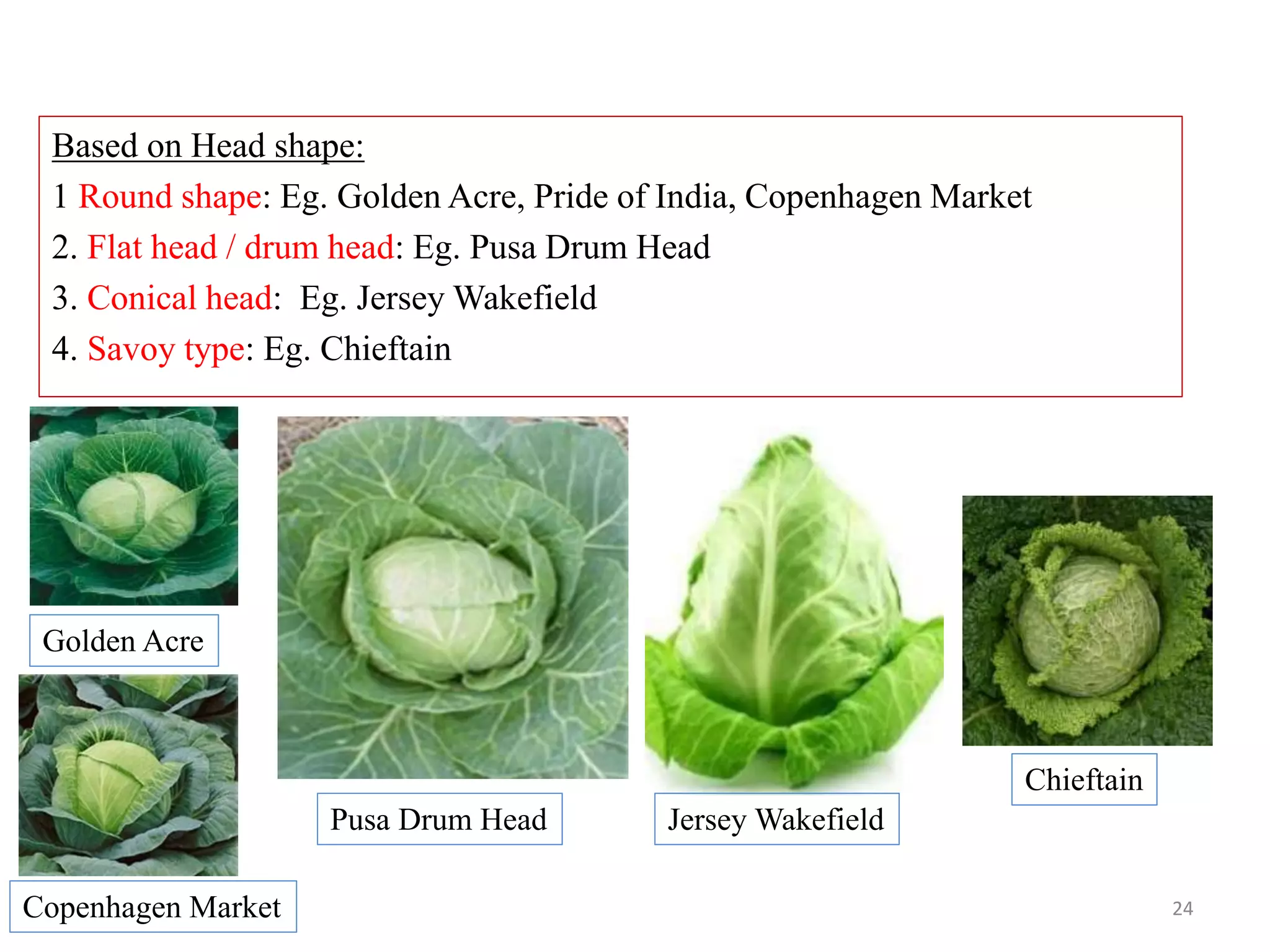 Based on Head shape:
1 Round shape: Eg. Golden Acre, Pride of India, Copenhagen Market
2. Flat head / drum head: Eg. Pusa Drum Head
3. Conical head: Eg. Jersey Wakefield
4. Savoy type: Eg. Chieftain
Golden Acre
Copenhagen Market
Pusa Drum Head Jersey Wakefield
Chieftain
24
 