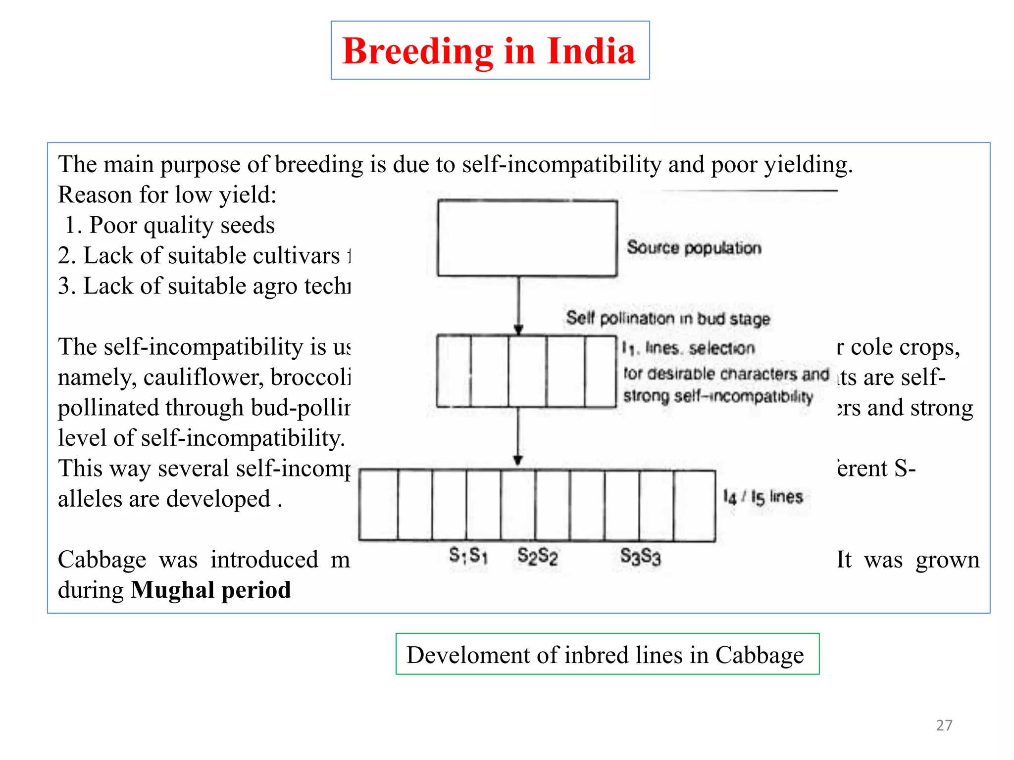 The main purpose of breeding is due to self-incompatibility and poor yielding.
Reason for low yield:
1. Poor quality seeds
2. Lack of suitable cultivars for mild winter.
3. Lack of suitable agro techniques.
The self-incompatibility is used to produce hybrid seeds in cabbage and other cole crops,
namely, cauliflower, broccoli, Brussels sprouts, and kale. The individual plants are self-
pollinated through bud-pollination. Selection is applied for desirable characters and strong
level of self-incompatibility.
This way several self-incompatible, but cross-compatible inbreds having different S-
alleles are developed .
Cabbage was introduced much earlier than cauliflower by Portuguese. It was grown
during Mughal period
Breeding in India
Develoment of inbred lines in Cabbage
27
 