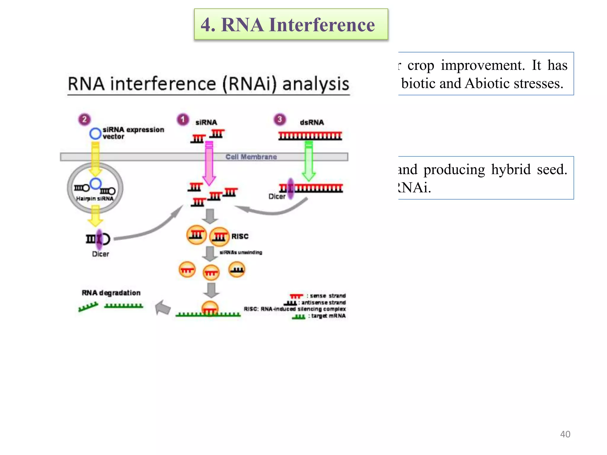 4. RNA Interference
RNA interference is an emerging tool in biotechnology for crop improvement. It has
been widely used for increasing crop yield, resistance against biotic and Abiotic stresses.
5. RNAi for Male Sterility
RNAi has also been used for generating sterility in seeds and producing hybrid seed.
Genes that involved in pollen production can be targeted by RNAi.
40
 