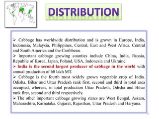  Cabbage has worldwide distribution and is grown in Europe, India,
Indonesia, Malaysia, Philippines, Central, East and West Africa, Central
and South America and the Caribbean.
 Important cabbage growing counties include China, India, Russia,
Republic of Korea, Japan, Poland, USA, Indonesia and Ukraine.
 India is the second largest producer of cabbage in the world with
annual production of 60 lakh MT.
 Cabbage is the fourth most widely grown vegetable crop of India.
Odisha, Bihar and Uttar Pradesh rank first, second and third in total area
occupied, whereas, in total production Uttar Pradesh, Odisha and Bihar
rank first, second and third respectively.
 The other important cabbage growing states are West Bengal, Assam,
Maharashtra, Karnataka, Gujarat, Rajasthan, Uttar Pradesh and Haryana.
11
 