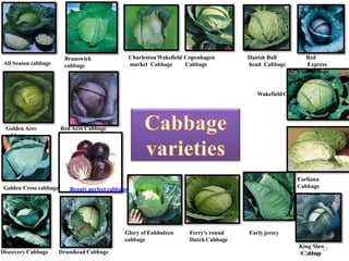Discovery Cabbage Drumhead Cabbage
Early jersey
WakefieldCabbage
Ferry’s round
Dutch Cabbage
Glory of Enkhulzen
cabbage
King Slaw
3C2abbage
Golden Acre
cabbage
Red Acre Cabbage
Beauty perfect cabbageGolden Cross cabbage
All Season cabbage
Brunswick
cabbage
Charleston Wakefield Copenhagen
market Cabbage Cabbage
Danish Ball
head Cabbage
Red
Express
Cabbage
Earliana
Cabbage
12
 