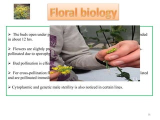  The buds open under pressure of rapidly growing petals and become fully expanded
in about 12 hrs.
 Flowers are slightly protogynous (5 days earlier) and cabbage is naturally cross-
pollinated due to sporophytic self-incompatibility.
 Bud pollination is effective to achieve selfing.
 For cross-pollination flower buds expected to open within 1-2 days are emasculated
and are pollinated immediately with desired pollen using a brush/flower stamens.
 Cytoplasmic and genetic male sterility is also noticed in certain lines.
16
 