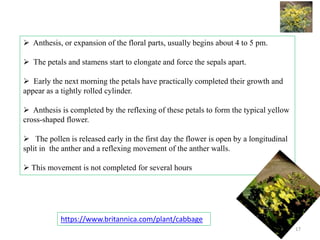  Anthesis, or expansion of the floral parts, usually begins about 4 to 5 pm.
 The petals and stamens start to elongate and force the sepals apart.
 Early the next morning the petals have practically completed their growth and
appear as a tightly rolled cylinder.
 Anthesis is completed by the reflexing of these petals to form the typical yellow
cross-shaped flower.
 The pollen is released early in the first day the flower is open by a longitudinal
split in the anther and a reflexing movement of the anther walls.
 This movement is not completed for several hours
https://www.britannica.com/plant/cabbage
17
 