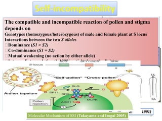 Homomorphic system type Sporophytic self
incompatibility (SSI) i.e. in cabbage it is confirmed
by (Adamson 1965).
It is controlled by single s-locus with multiple allele
but also reported more than one loci, more than 80 s-
alleles reported in Brassica family.
A classical genetic analysis has grouped the
Brassica S-alleles into two categories based on their
phenotypic effect on self-incompatibility
characteristics.
First group of alleles
High activity
Second group of alleles
Low activity
The first group of alleles (high-
activity) are placed relatively
high on the dominance scale and
exhibit a strong self-
incompatible phenotype in which
an average of 0 to 10 pollen
tubes develop per selfpollinated
stigma
The second group of alleles (low-
activity) demonstrate a weak or leaky
self incompatible phenotypic
effect in which 10 to 30 pollen tubes
develop per self-pollinated stigma and
they are considered to be recessive
(Nasrallah et al. 1991)
The compatible and incompatible reaction of pollen and stigma
depends on
Genotypes (homozygous/heterozygous) of male and female plant at S locus
Interactions between the two S alleles
Dominance (S1 > S2)
Co-dominance (S1 = S2)
Mutual weakening (no action by either allele)
Intermediate gradation (1-100% activity by each allele)
Molecular Mechanism of SSI (Takayama and Isogai 2005) 19
 