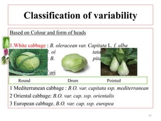 Classification of variability
Based on Colour and form of heads
1.White cabbage : B. oleracean var. Capitata L. f. alba
2.Red cabbage : B. oleracean var. capitata L. f. rubra
3.Savoy cabbage : B. oleraceae var. capitata L. f. sabauda
Based on Place of origin:
1 Mediterranean cabbage : B.O. var. capitata ssp. mediterranean
2 Oriental cabbage: B.O. var. cap. ssp. orientalis
3 European cabbage. B.O. var. cap. ssp. europea
Round Drum Pointed
23
 
