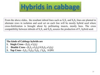 From the above slides, the resultant inbred lines such as S1S1 and S2S2 lines are planted in
alternate rows in isolation and seed set on each line will be mostly hybrid seed where
cross-fertilization is brought about by pollinating insects, mostly bees. The cross
compatibility between inbreds of S1S1 and S2S2 assures the production of F1 hybrid seed.
The kinds of Cabbage hybrids are
1. Single Cross - (S1S1 x S2S2)
2. Double Cross - (S1S1 x S2S2) X (S3S3 x S4S4)
3. Top Cross - S1S1 / S2S2 / S3S3 / S4S4 X OPV
28
 